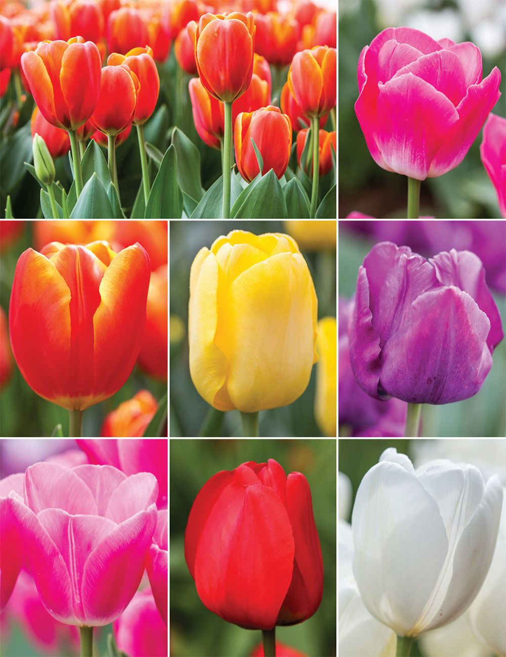 Bokassa Tulips Collection