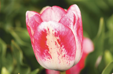 Bokassa Tulips Denise