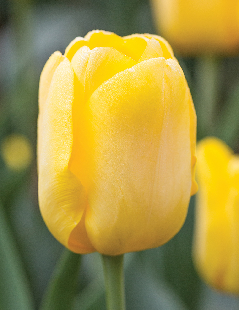 Bokassa Tulip 'Gold'