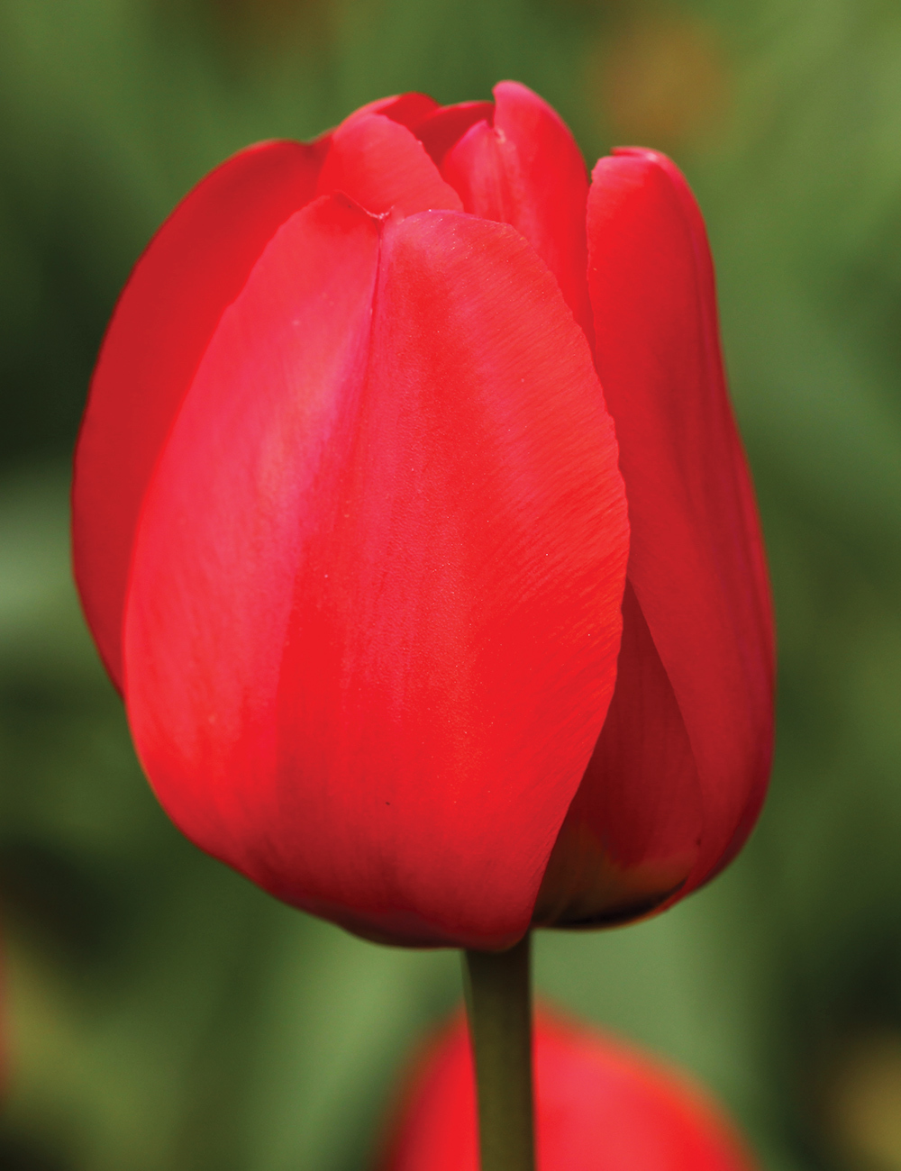 BULK BUY Bokassa Tulip 'Red'