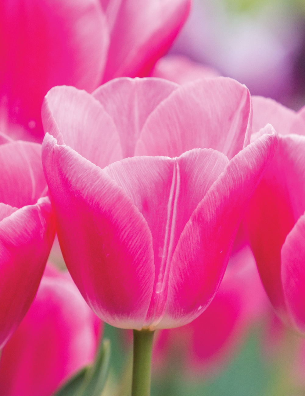 Bokassa Tulip 'Rose'