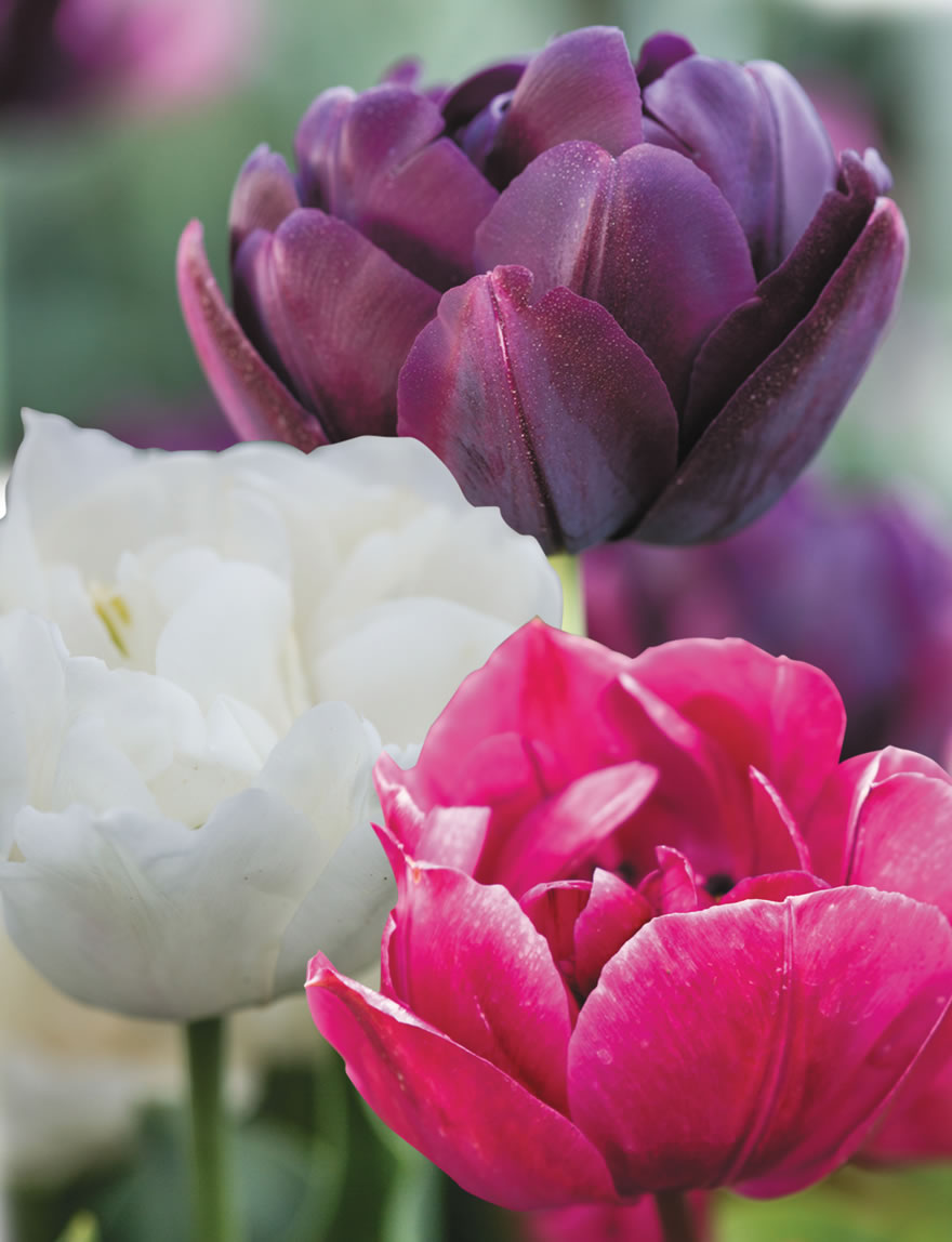 Colour Blend Tulips Double Entendre