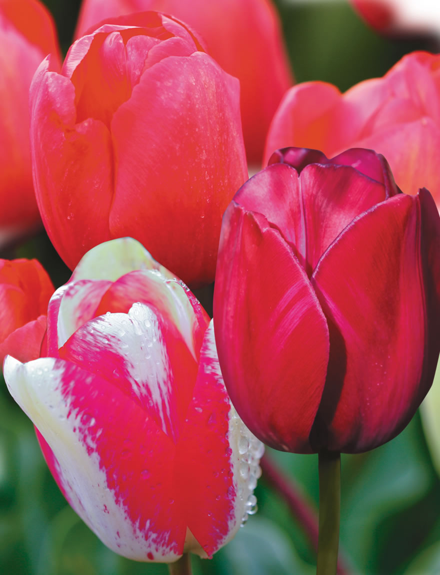Colour Blend Tulips Saucy Secrets