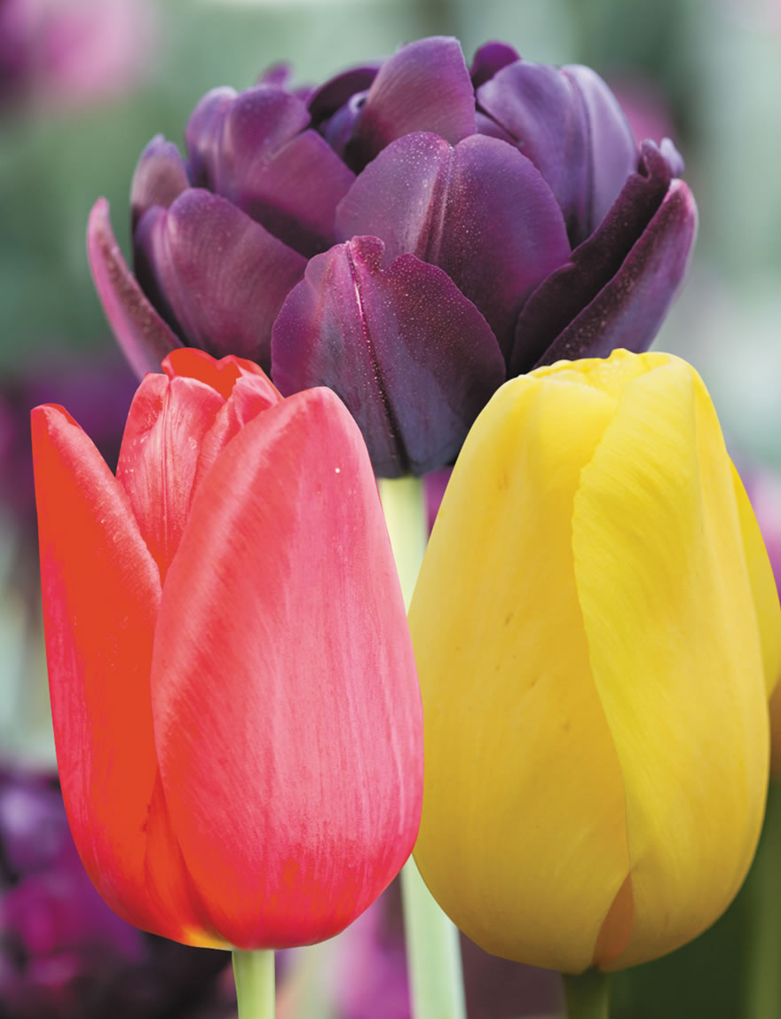 Colour Blend Tulips Hot n Spicy