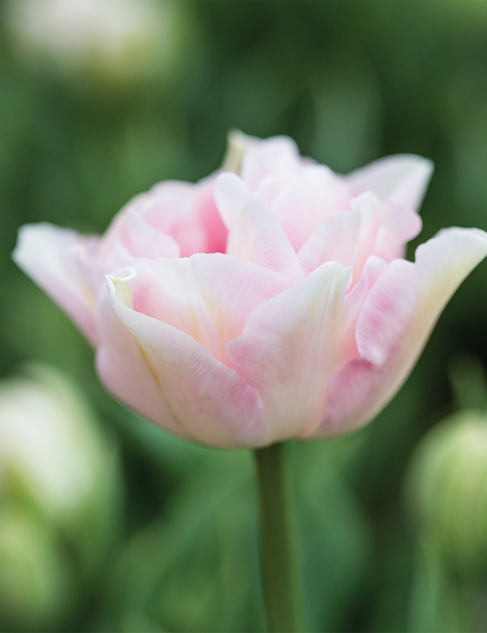 Double Tulip 'Angelique'