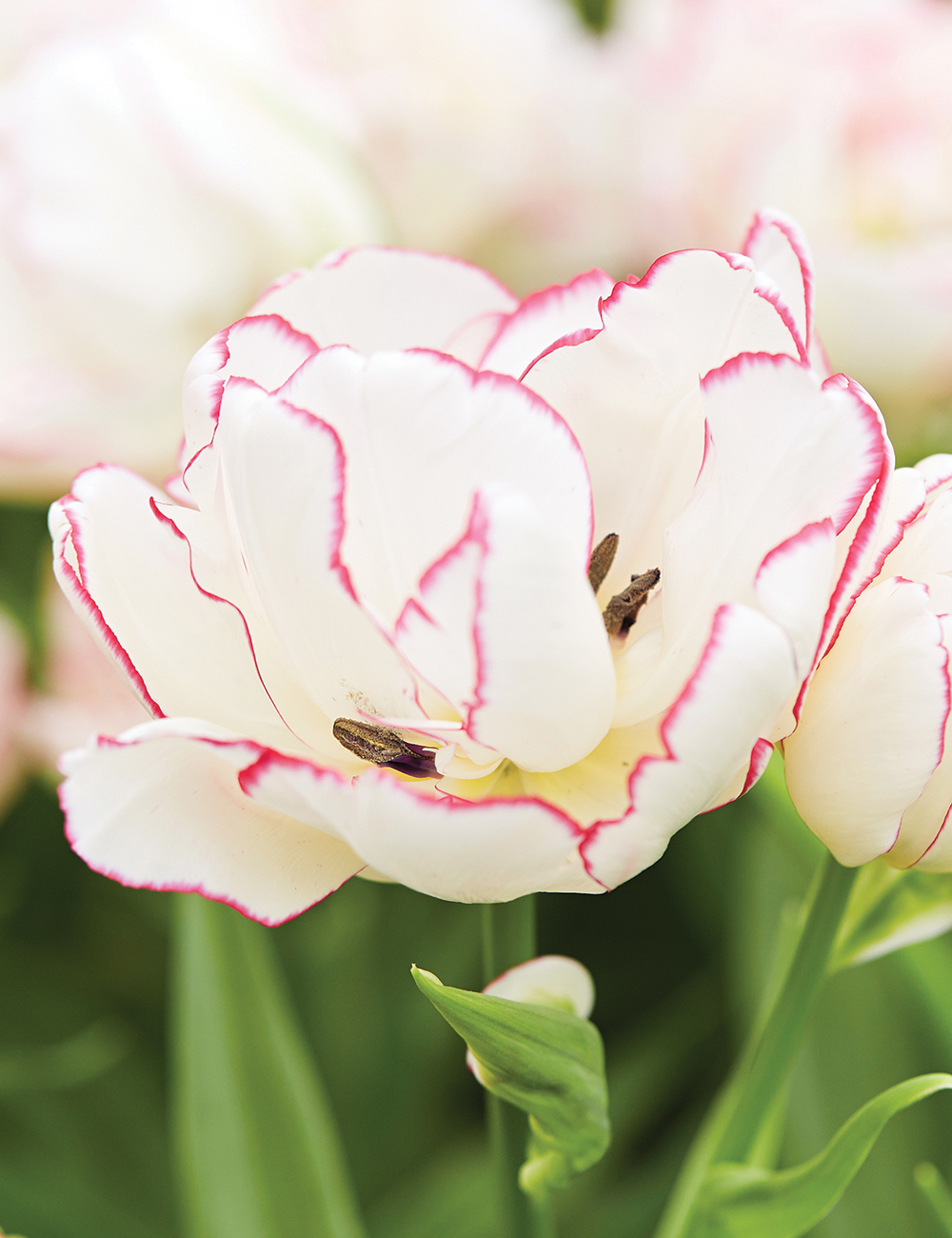 Double Tulip Belicia