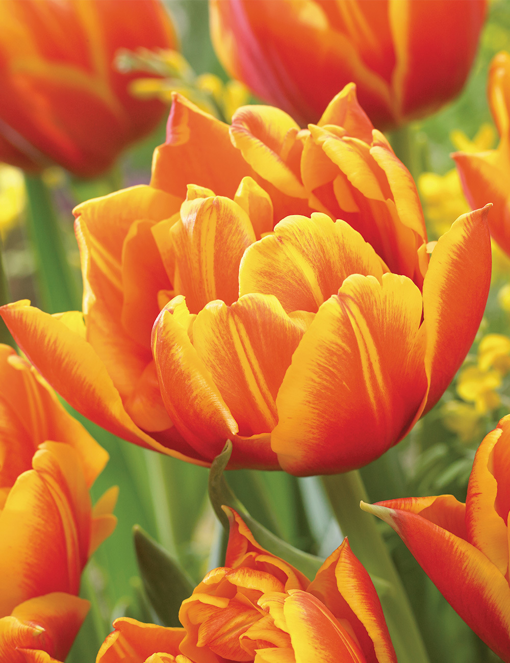 Double Tulip 'Crossfire'