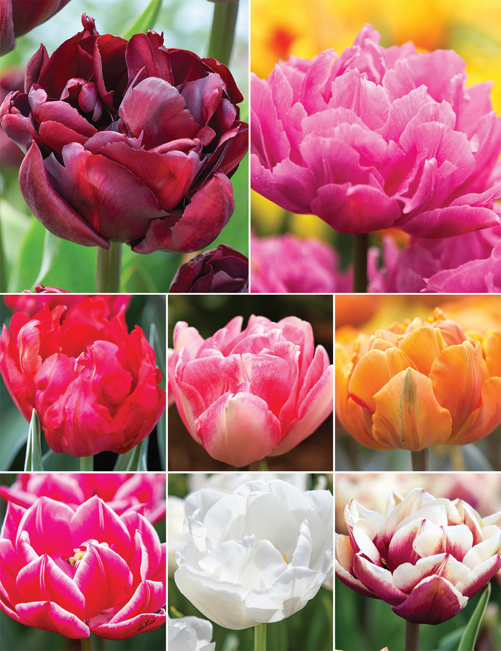 Double Tulips Collection