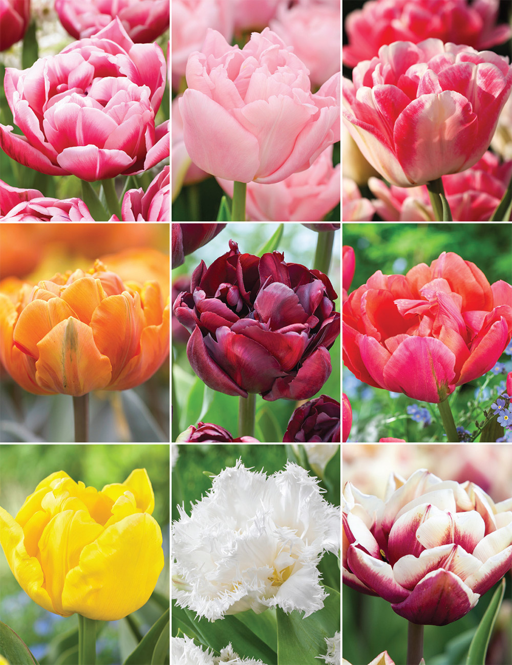 Double Tulips (reduced) Collection