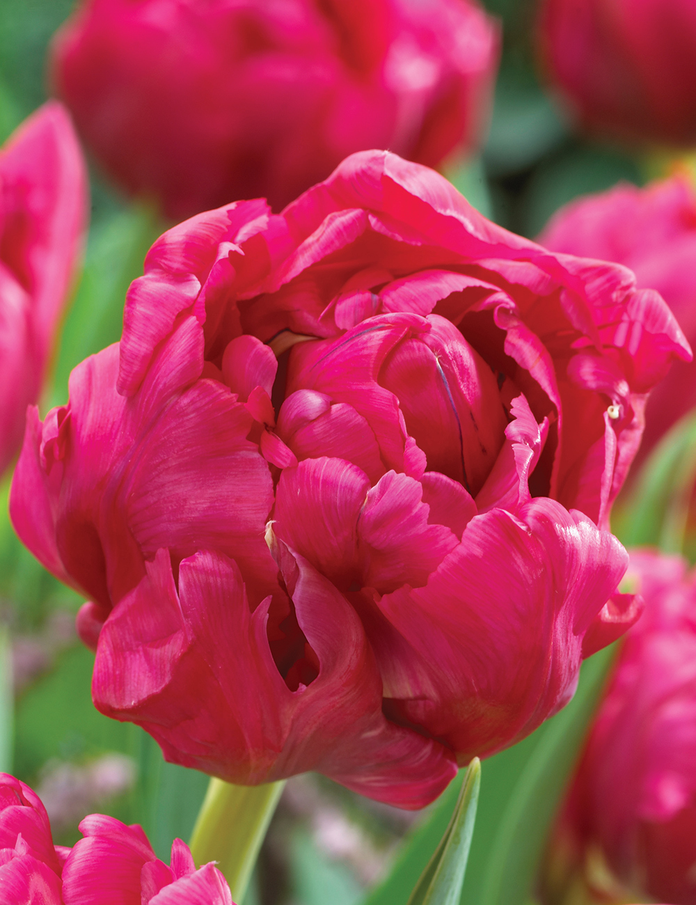 Double Tulip 'Chato'