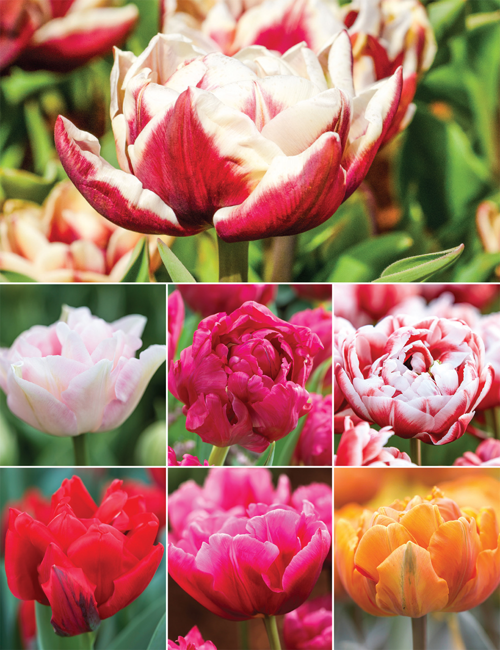 Double Tulip (reduced) Collection