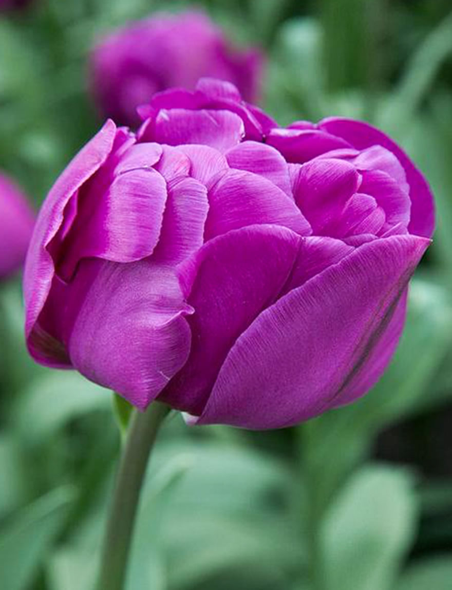 Double Tulip Double Negrita