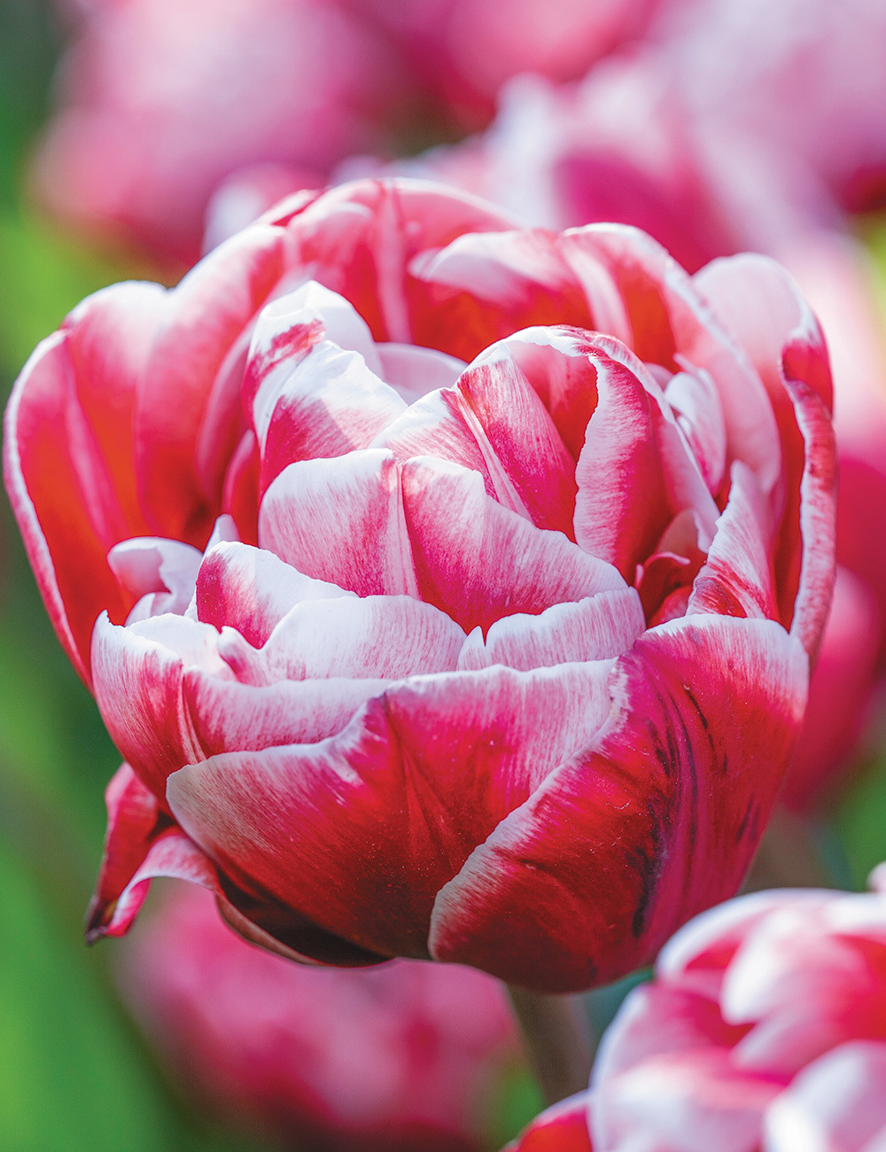 Double Tulip 'Drumline'