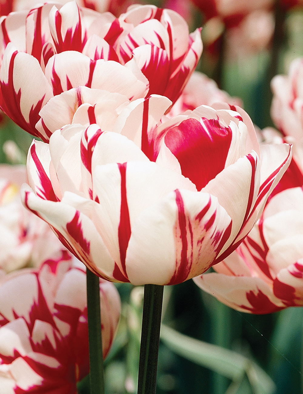 (47B) Double Tulip 'Carnival de Nice'