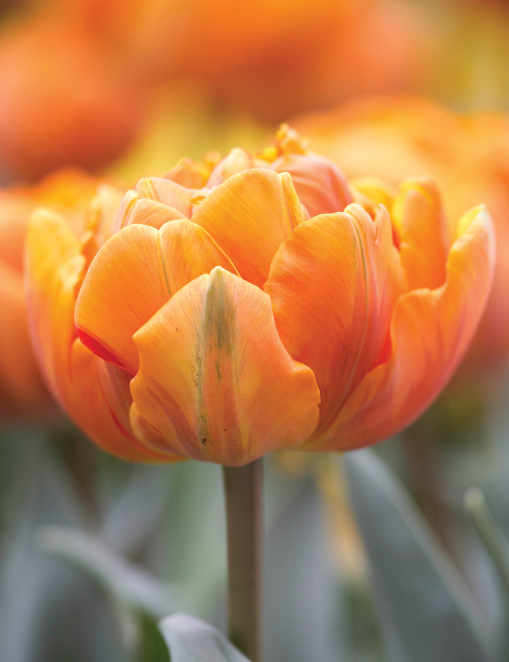 Tulip Highlights Orange Princess
