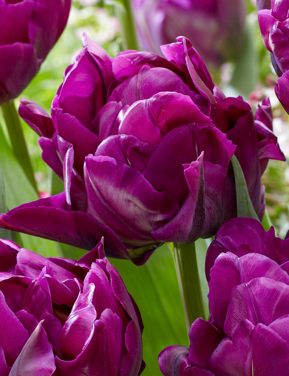 Double Tulip 'Double Saigon'