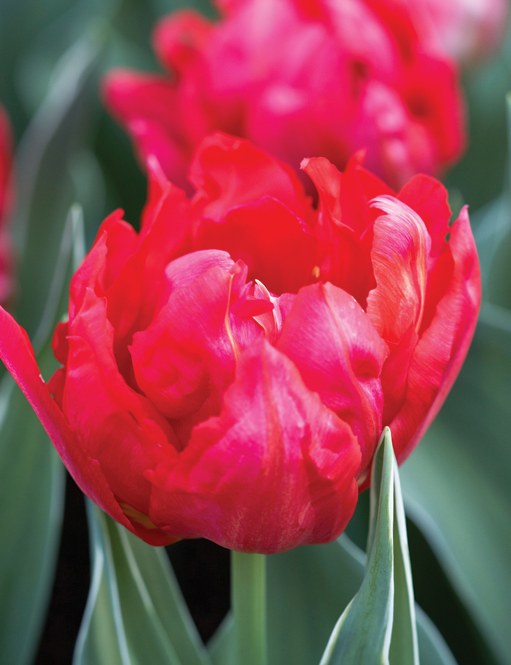 Double Tulip 'Flash Point'