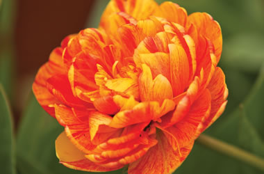 Double Tulip Gudoshnik