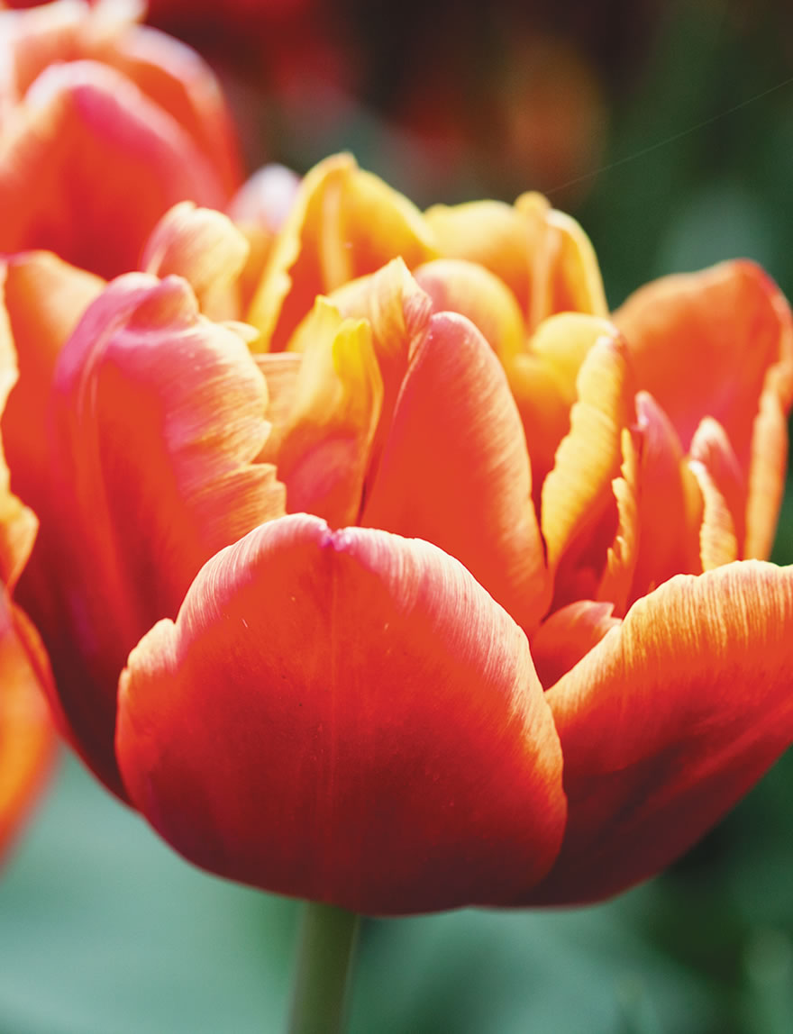 Double Tulips High Roller