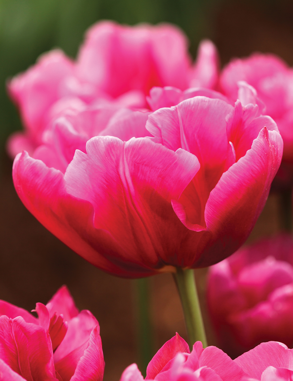 Double Tulip 'Margarita'