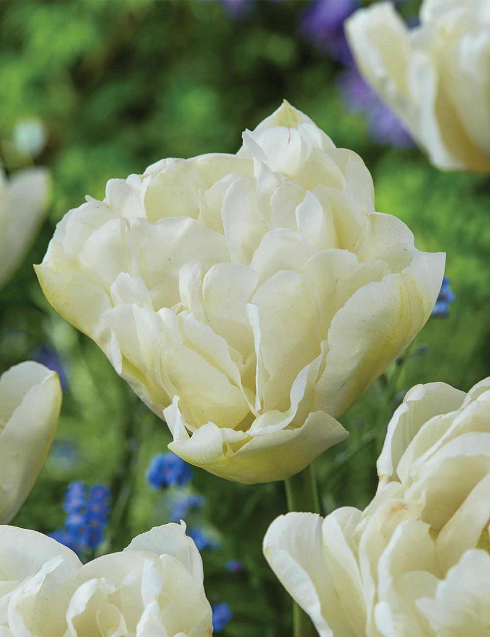 Double Tulip North Cap