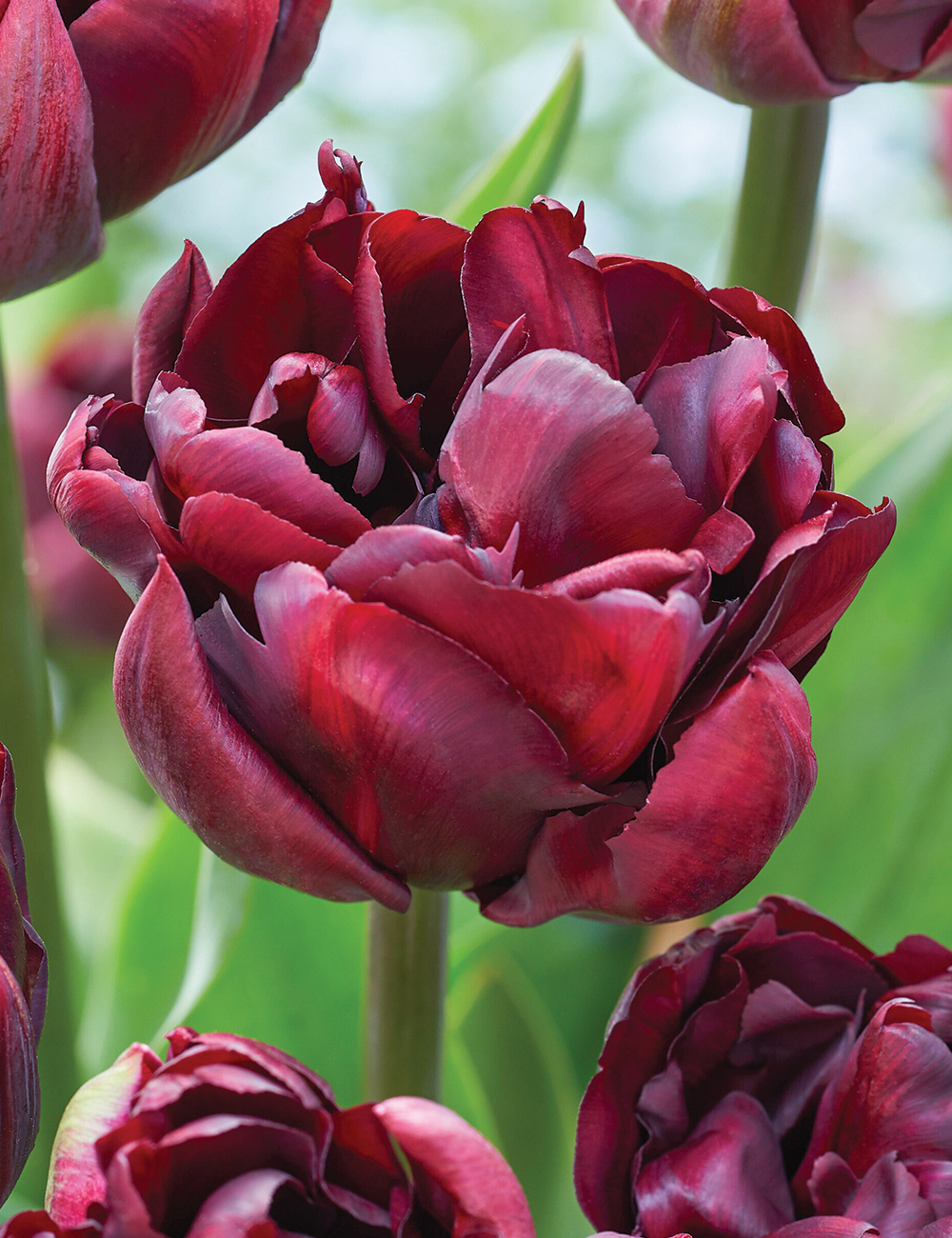 Double Tulip 'Palmyra'