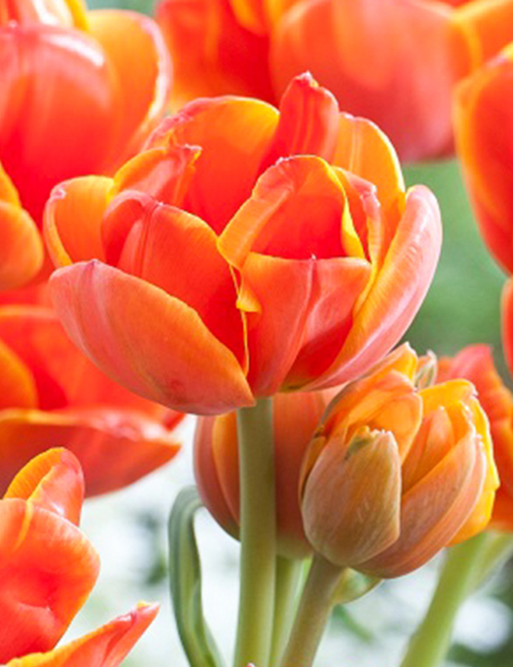 Double Tulip 'Queensday'