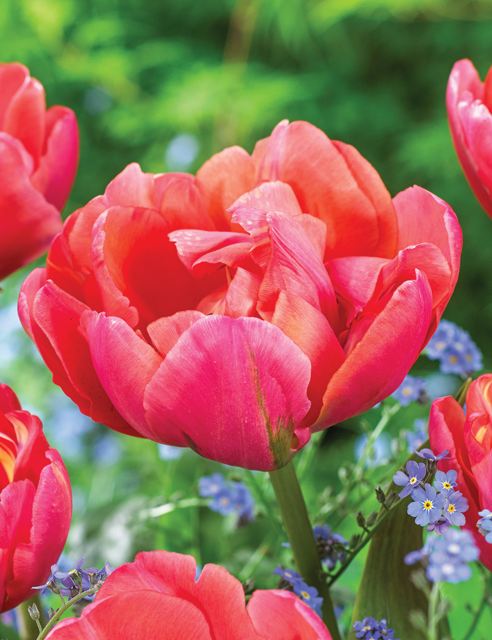 Double Tulip 'Ridgedale'