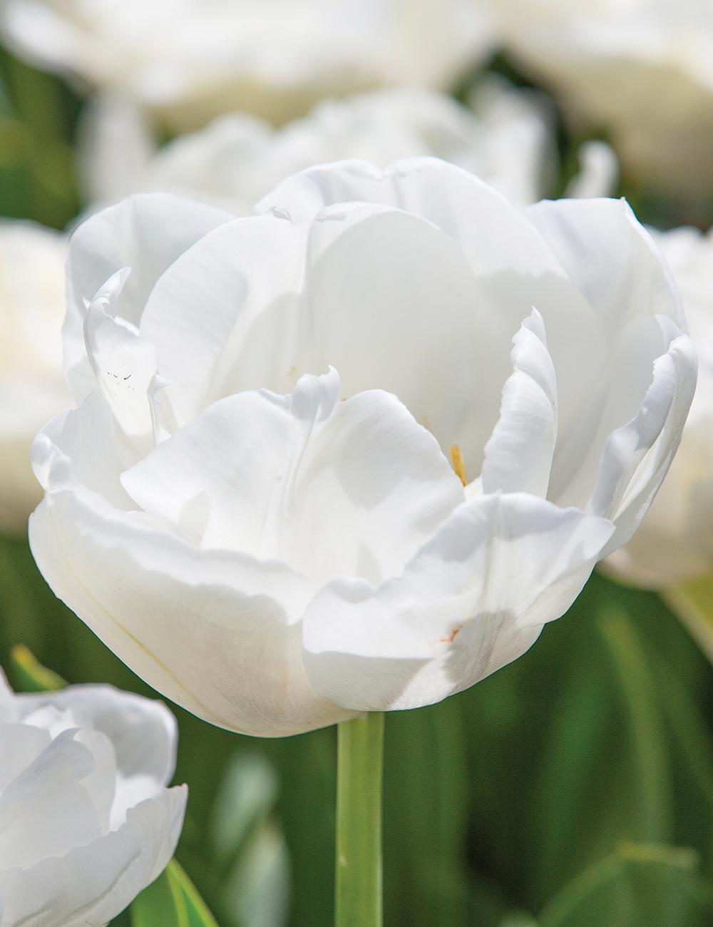Double Tulip 'White Heart'