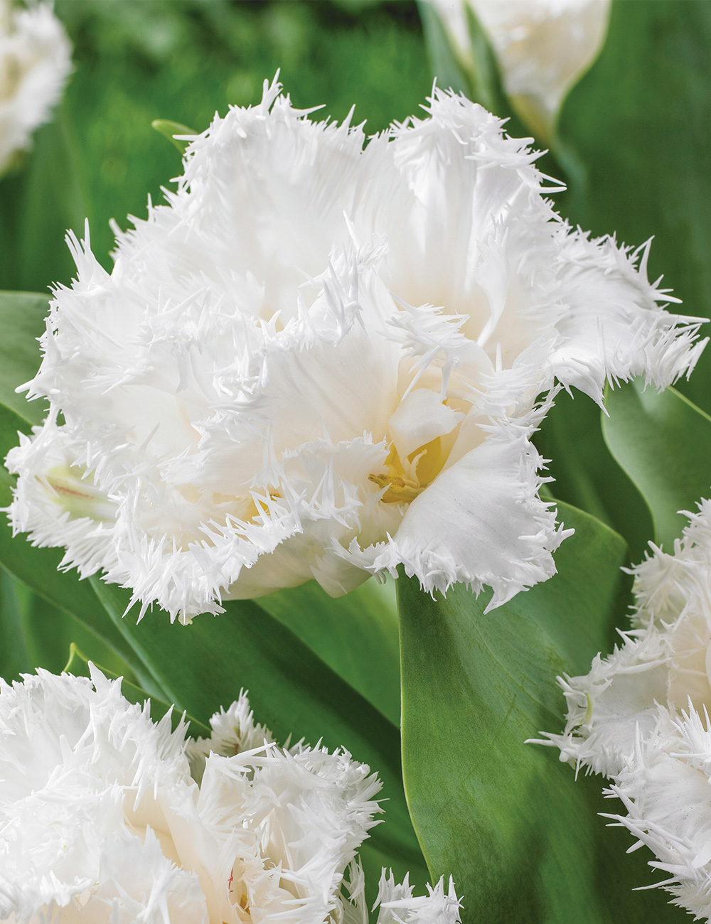 Double Fringed Tulip 'White Ice'