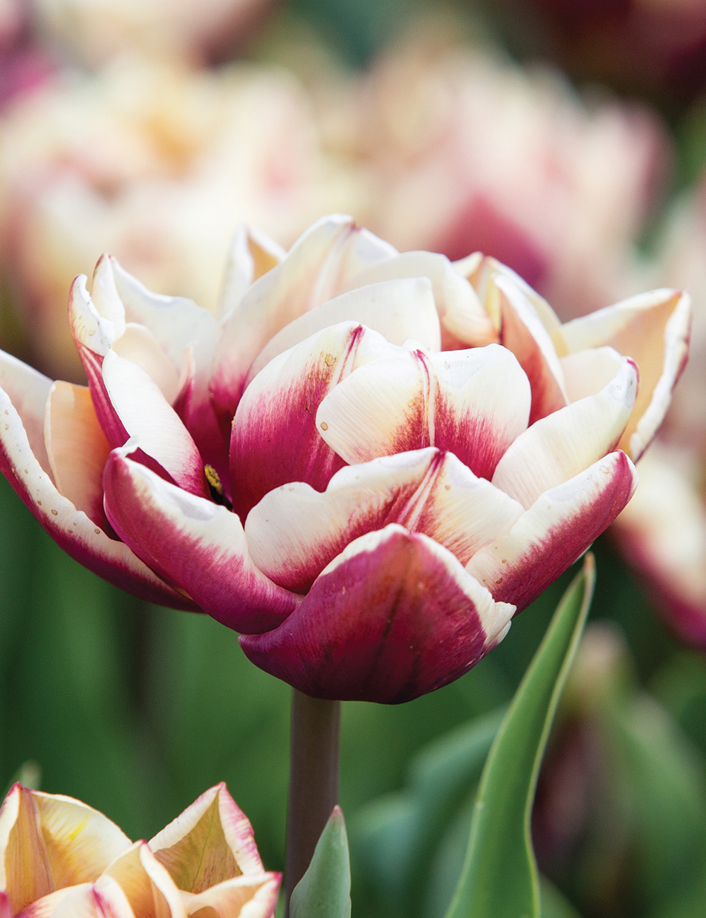 Double Tulip 'Wyndham'