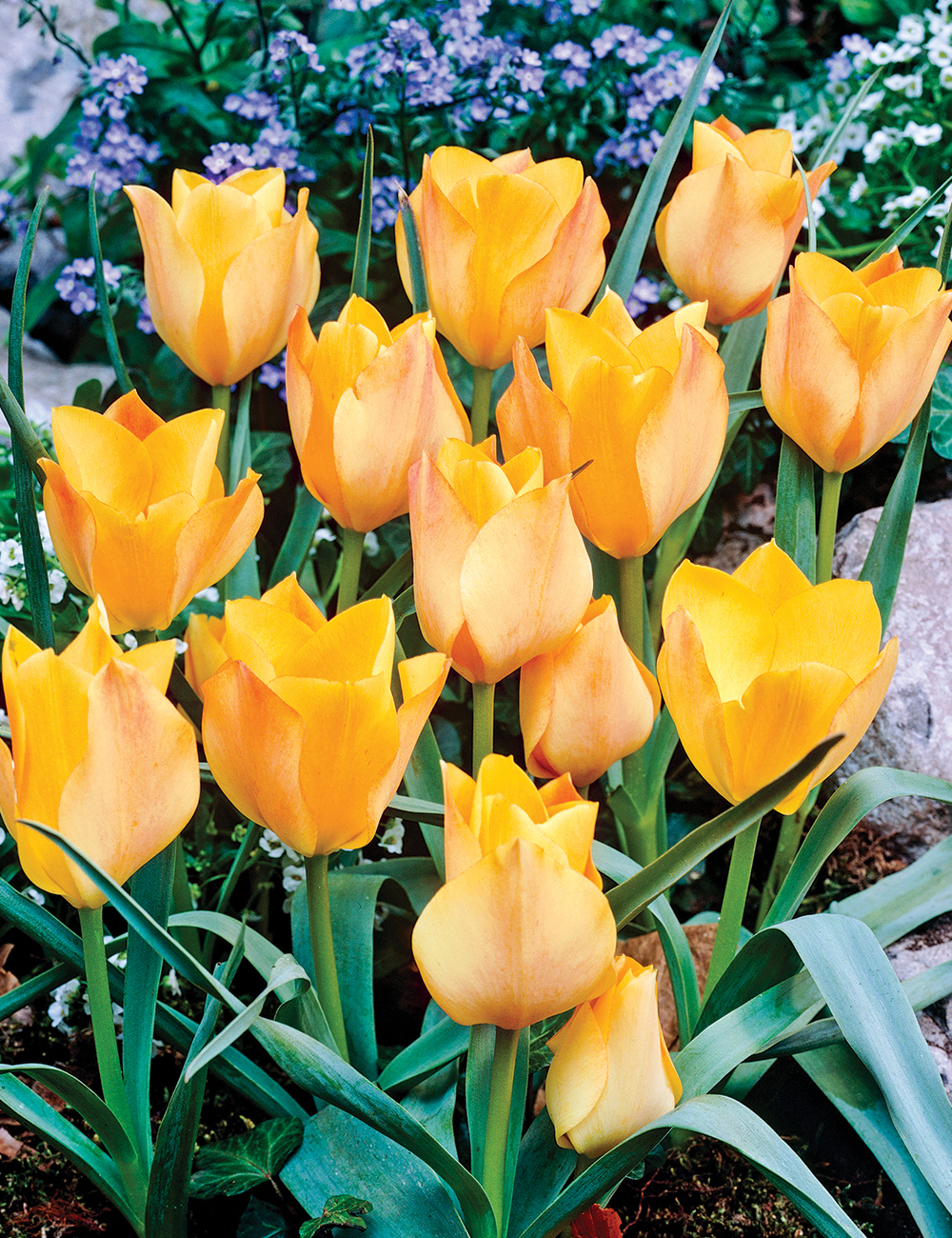 Species Tulip 'Bronze Charm'