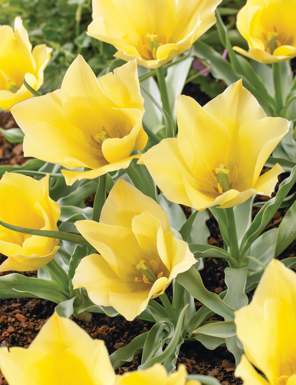 Species Tulip 'Bright Gem'