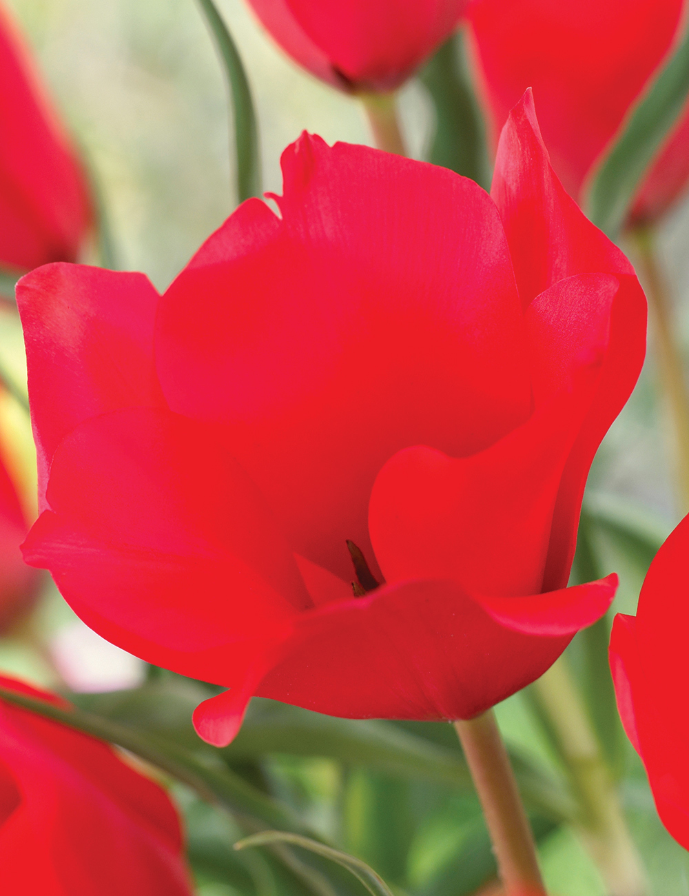 Species Tulip 'Red Hunter'