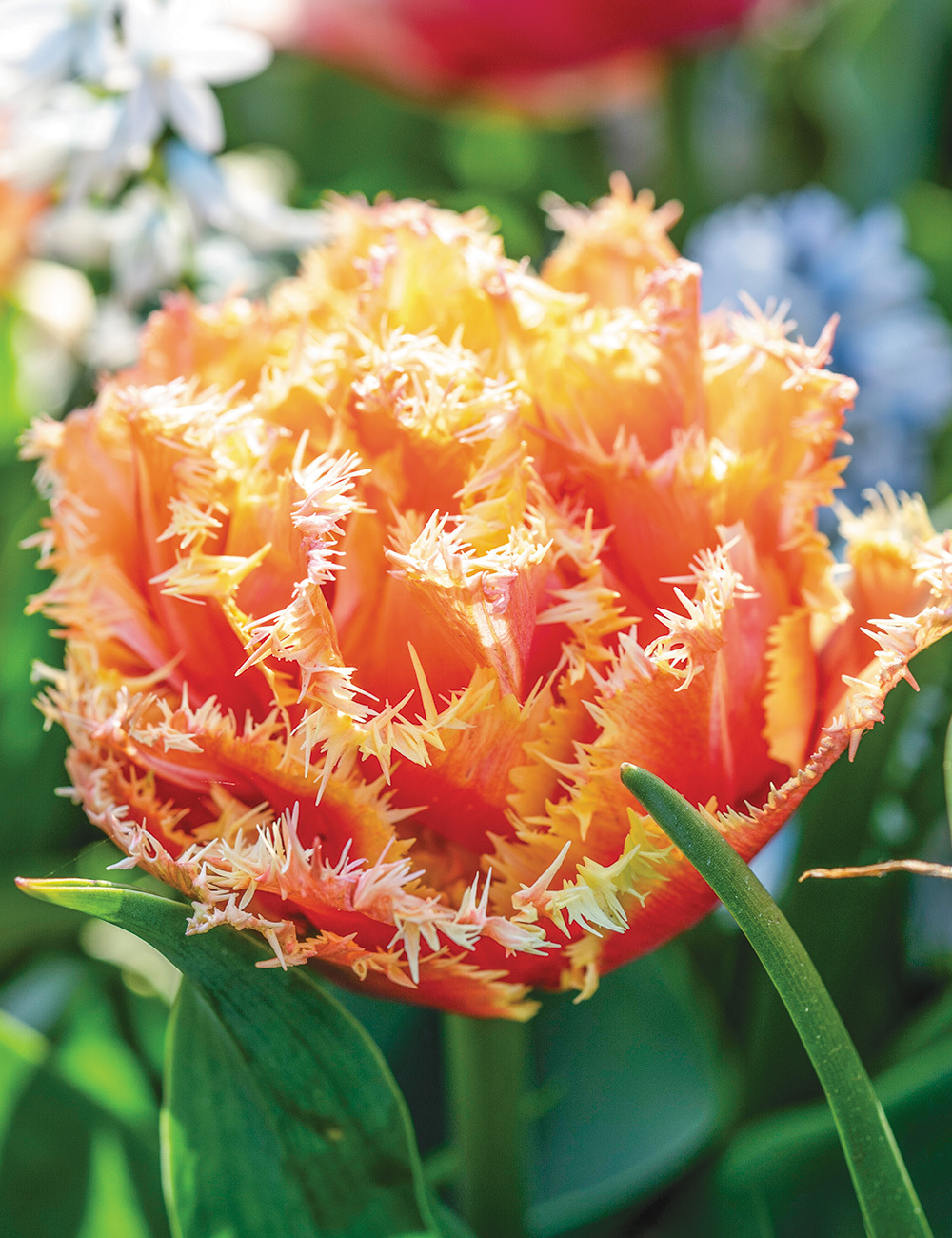 Double Fringed Tulip 'Brisbane'