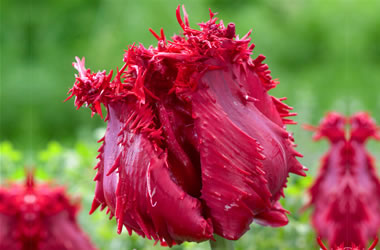 Fringed Tulip Barbados