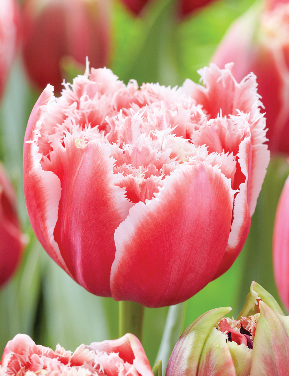 Double Fringed Tulip 'Brest'