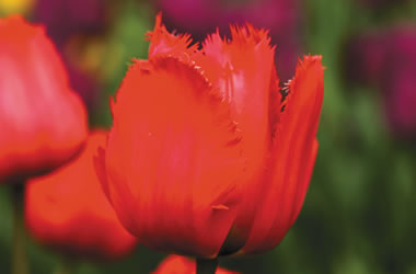 Fringed Tulips Crystal Beauty