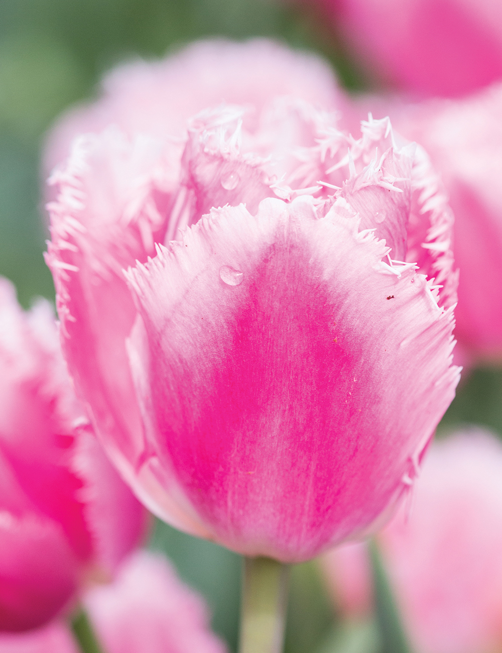 Fringed Tulip 'Cacharel'