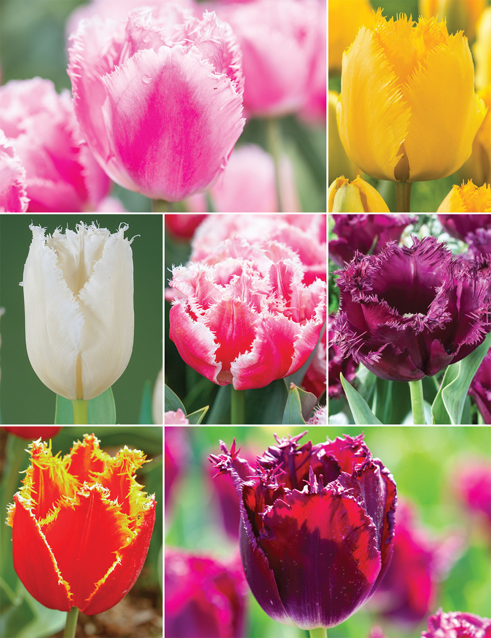 Fringed Tulips (reduced) Collection