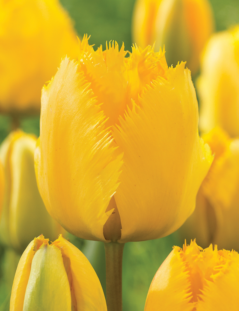 Fringed Tulip 'Crystal Star'