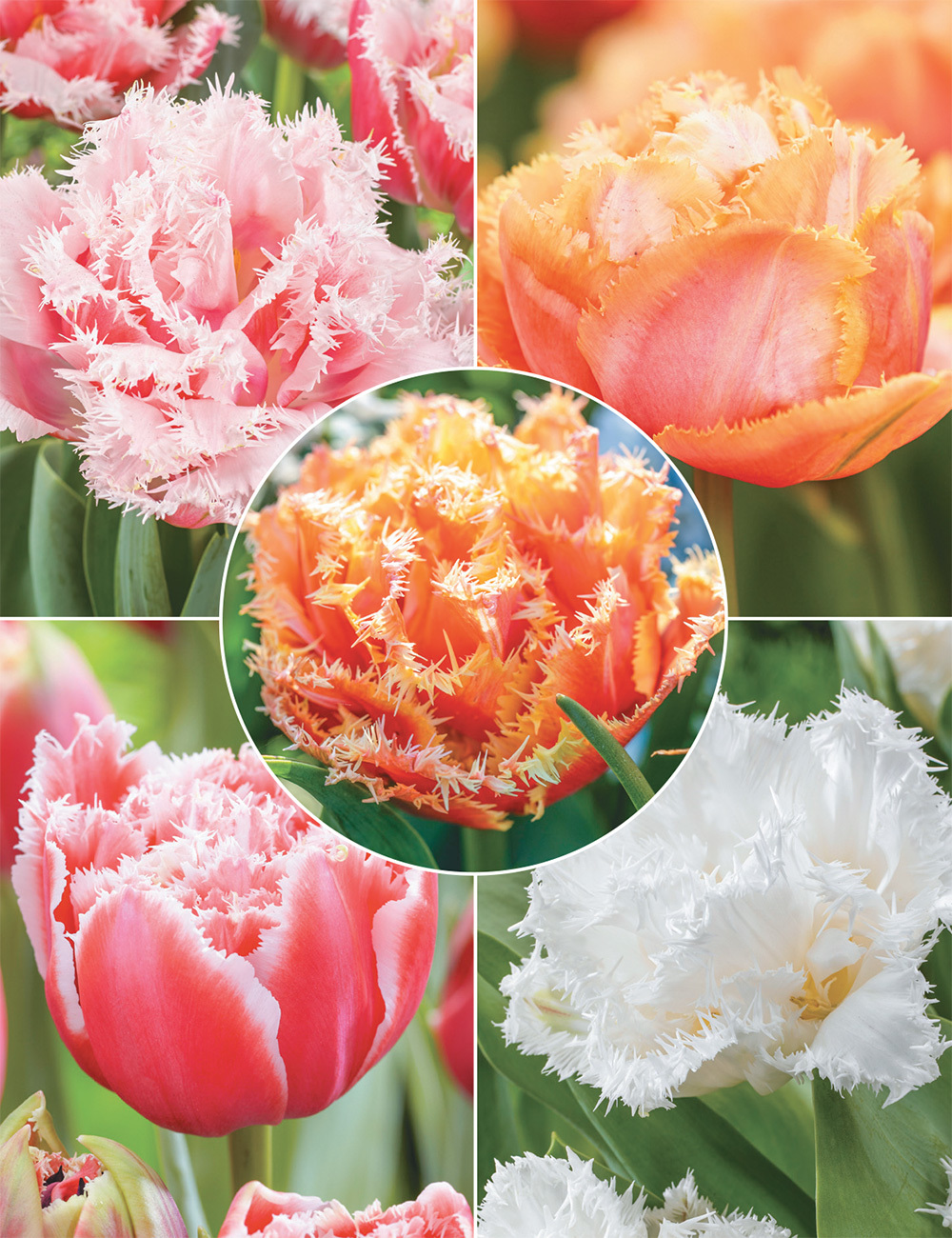 Double Fringed Tulips Collection