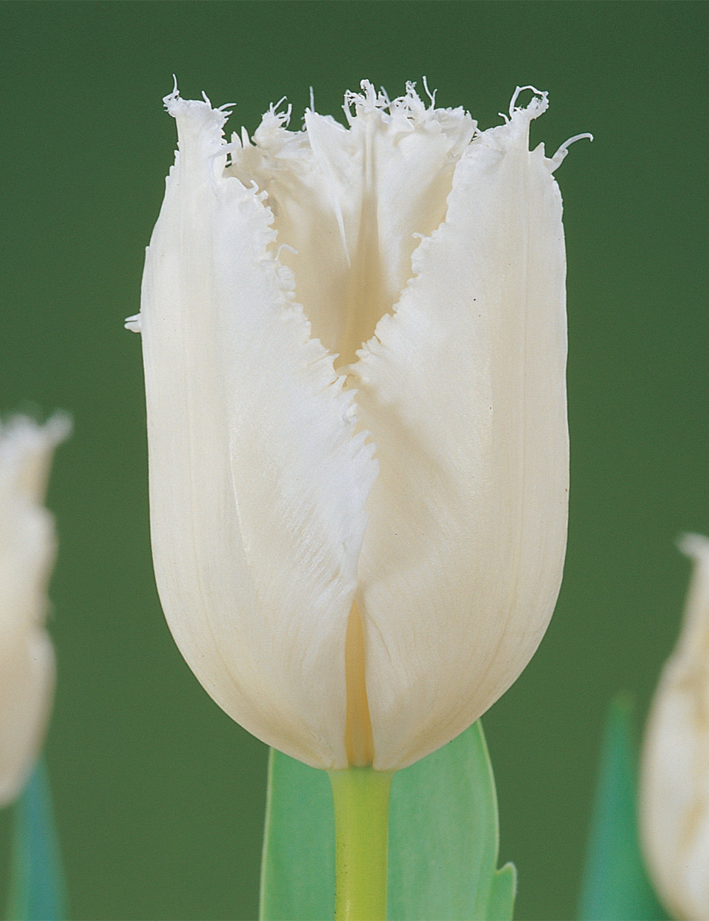 Fringed Tulip 'Daytona'