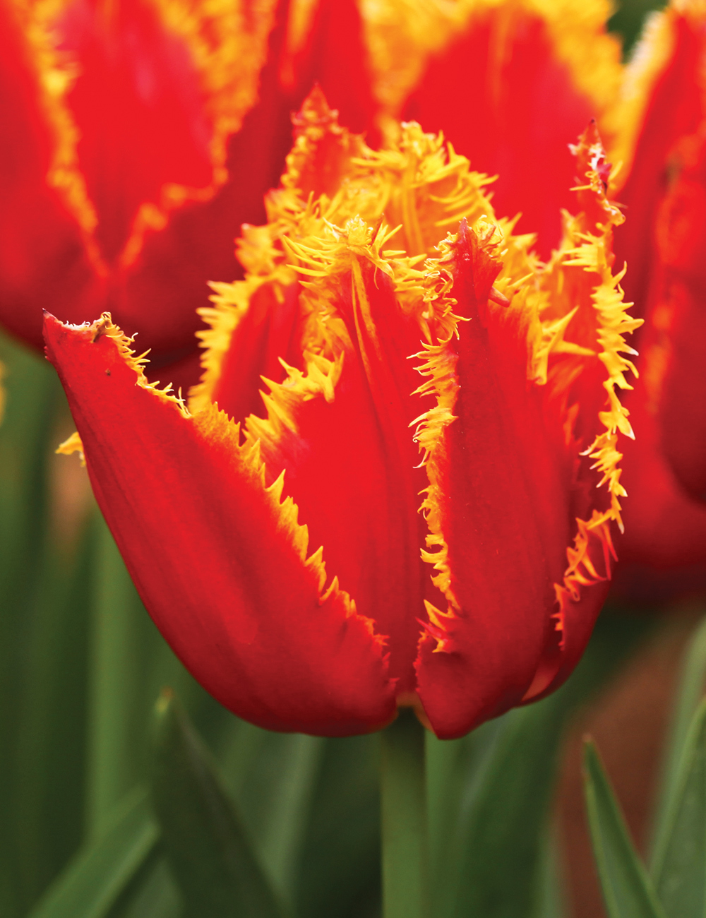 Fringed Tulip 'Fabio'