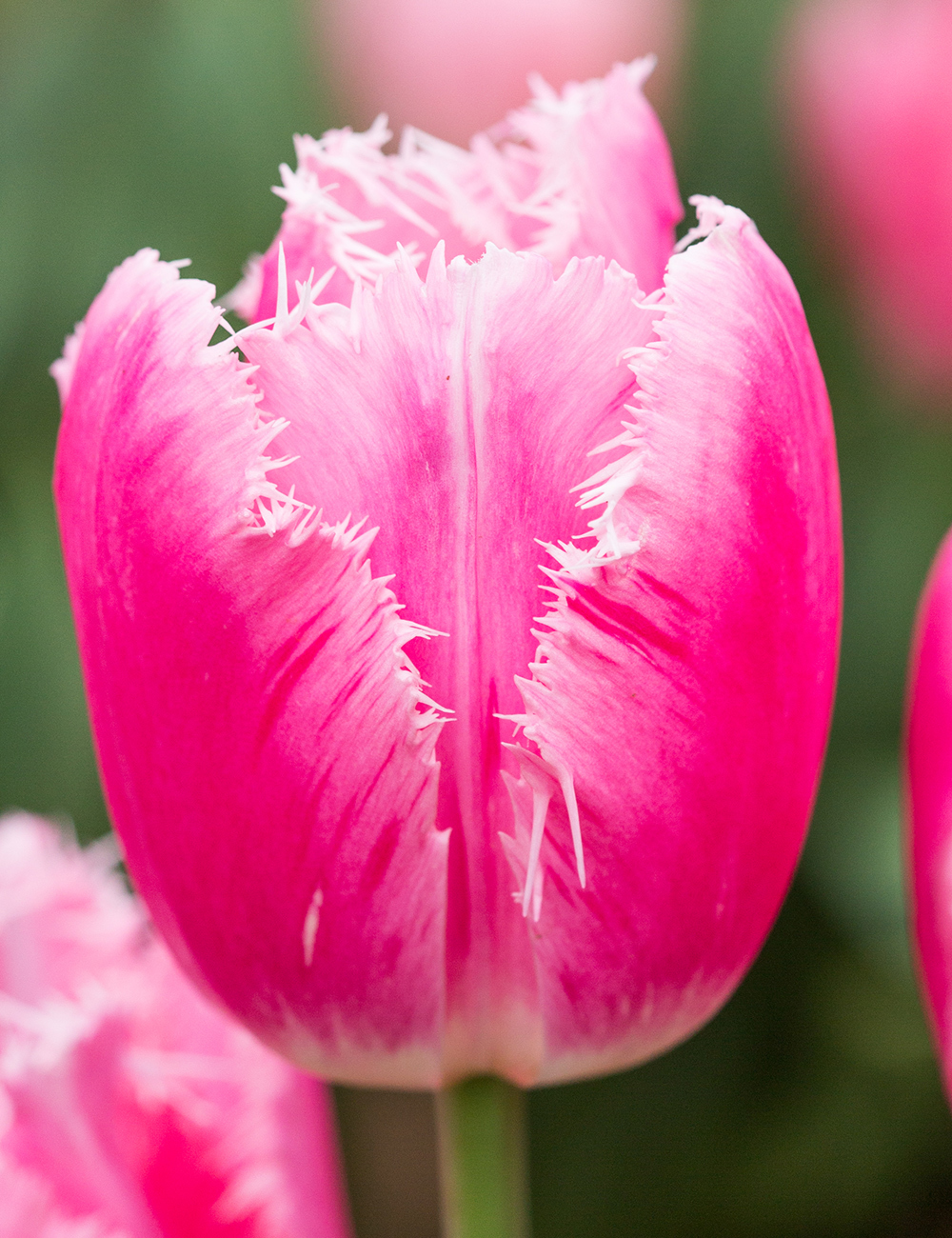 Fringed Tulip 'Fringed Family'