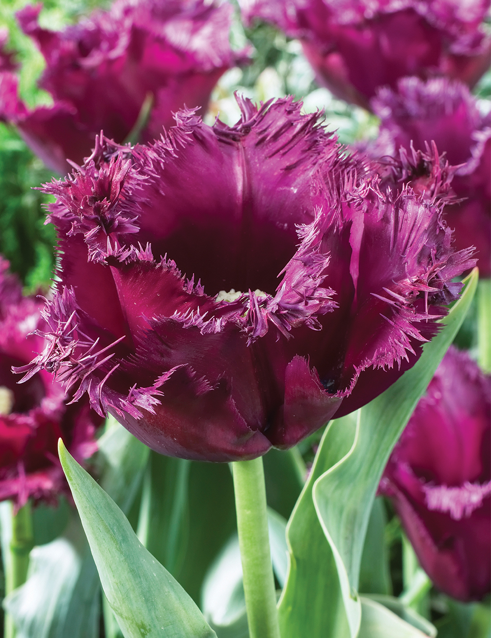 Fringed Tulip 'Gorilla'