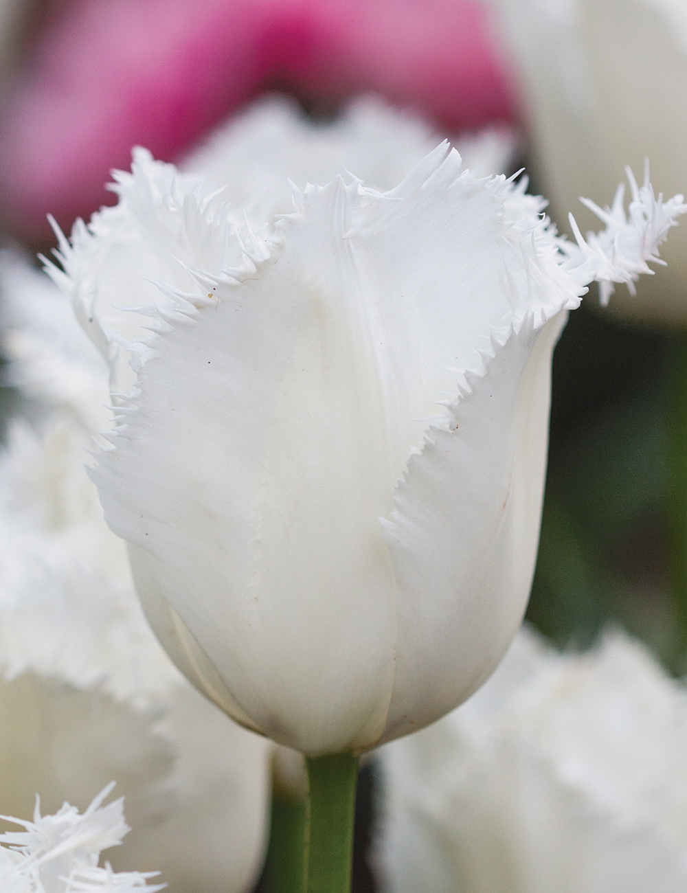 Fringed Tulip 'Honeymoon'