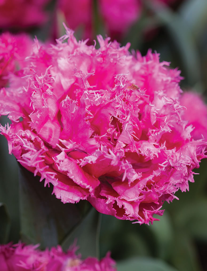 Fringed Tulip Kingston