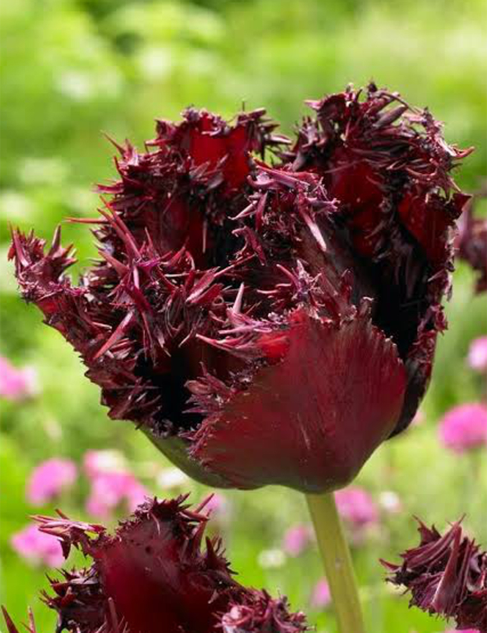 Fringed Tulip Labrador