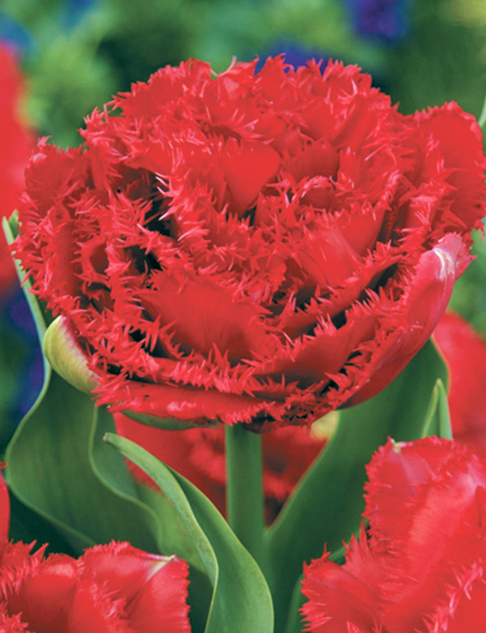 Fringed Tulip Lion King